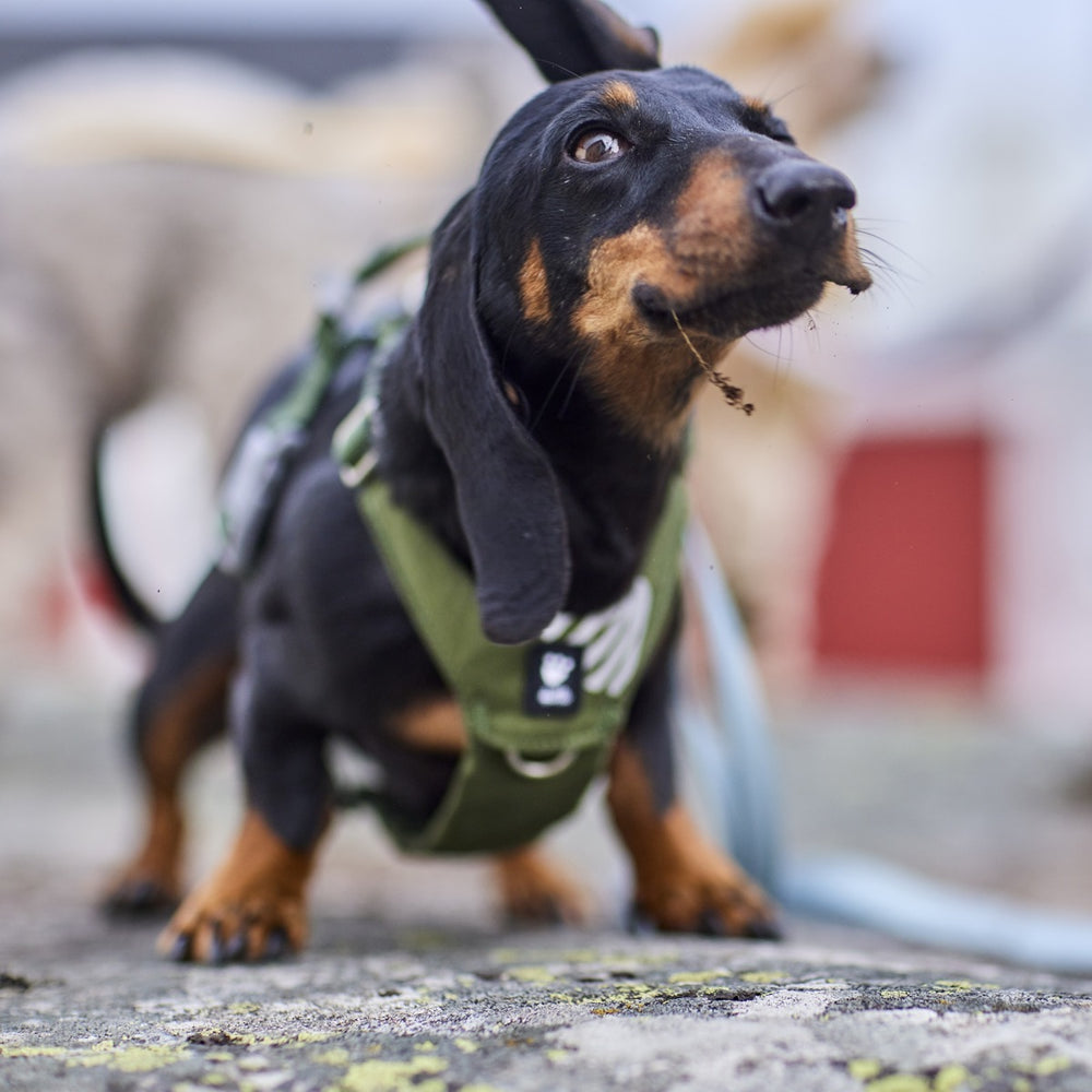 Dackel mit schwarzem Fell und grünem Hundegeschirr trägt einen Ast im Mund, unscharfer Hintergrund mit anderen Hunden.