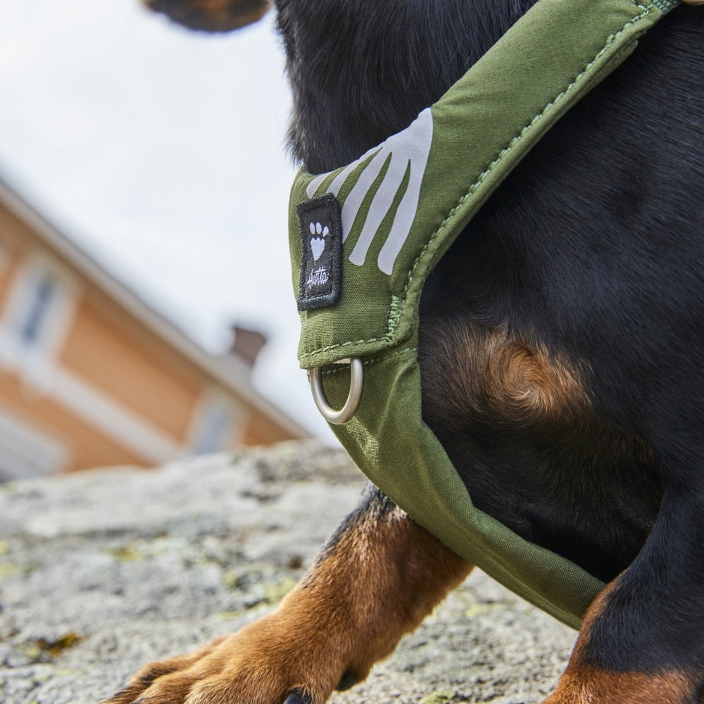 Hund mit grünem Geschirr Seeker und Pfotenabdruck-Symbol sitzt auf einem Felsen, unscharfe Häuser im Hintergrund.