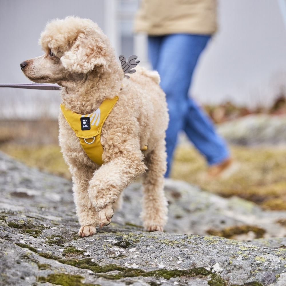 Pudelähnlicher Hund mit lockigem, hellbeigem Fell trägt gelbes Geschirr auf steinigem Untergrund.