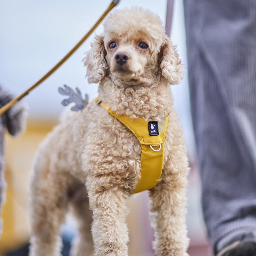 Brauner Pudel mit gelbem Hundegeschirr steht auf dem Gehweg, während eine Person ihn an der Leine führt.
