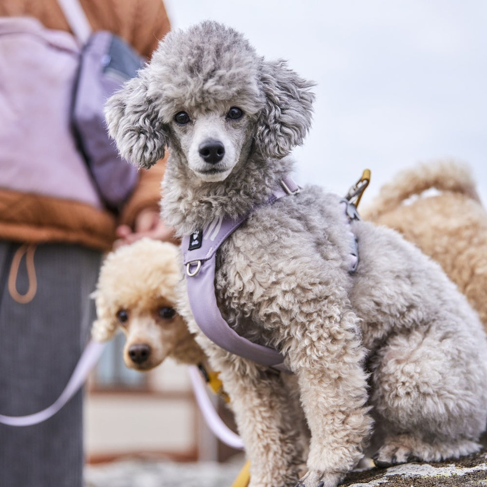 Zwei Pudel im Hundegeschirr Seeker: vorderer grauer Pudel mit lilafarbenem Geschirr, hinterer heller Pudel.