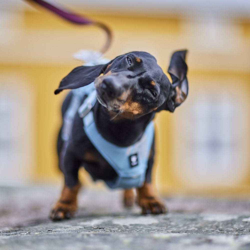 Dackel mit schwarzem Fell und braunen Abzeichen trägt hellblaues Hundegeschirr vor gelber Wand.