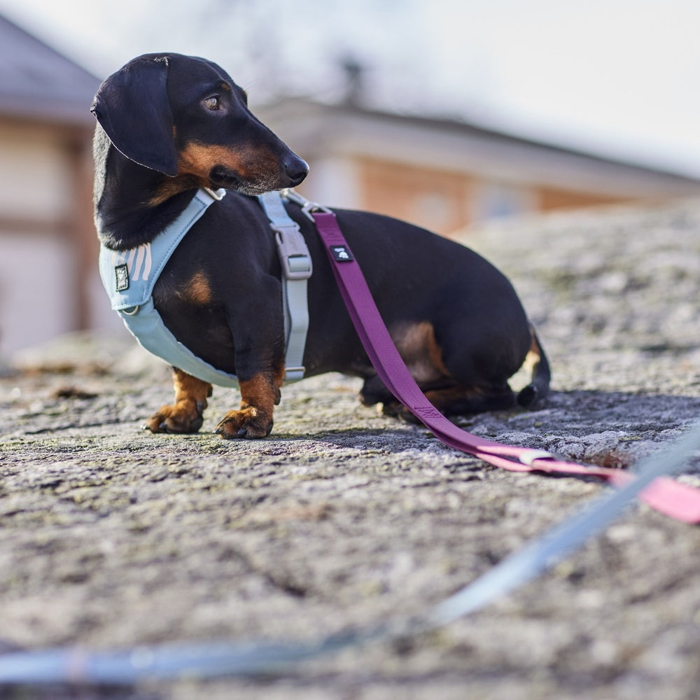 Dachshund auf Felsen im hellblauen Hundegeschirr mit violetter und grauer Leine, unscharfes Gebäude im Hintergrund.
