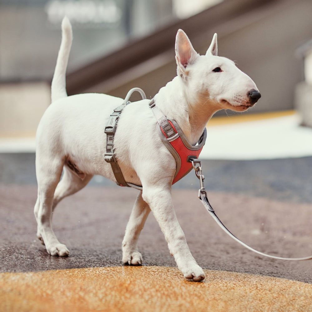 Bullterrier mit No-Pull Hundegeschirr auf Gehweg geführt, ideales Geschirr für Hunde, keine Zugbelastung, komfortables Training.