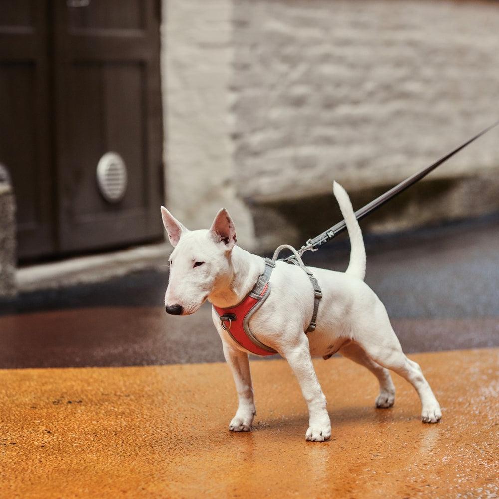 Bullterrier mit Hundegeschirr Venture No-Pull auf orangem Gehweg vor Wand.