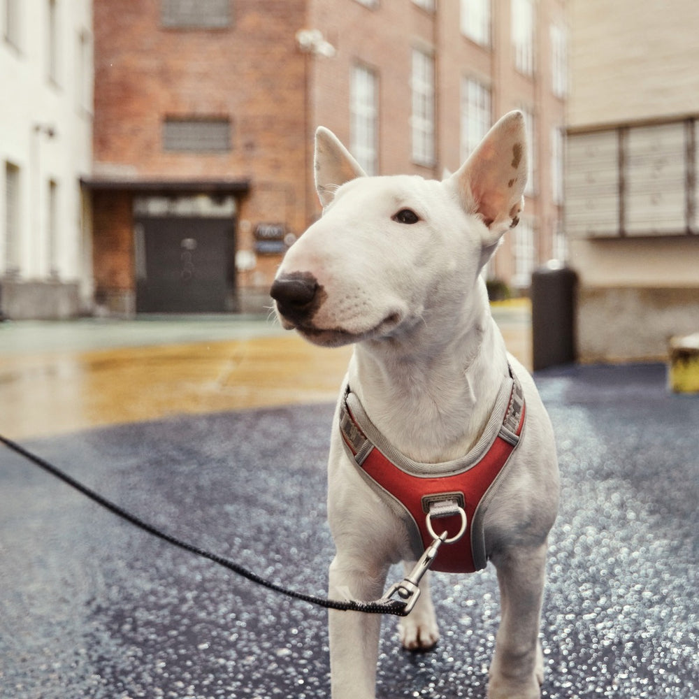 Bullterrier mit rotem No-Pull Hundegeschirr im urbanen Umfeld, nasser Boden, Backsteingebäude im Hintergrund.