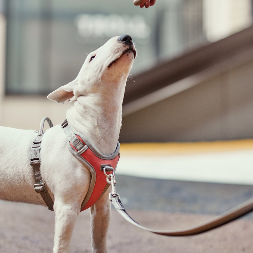 Weißer Hund mit rotem Hundegeschirr Venture No-Pull Harness, schaut interessiert zu einem Leckerli. Perfekt für kontrollierte Spaziergänge.