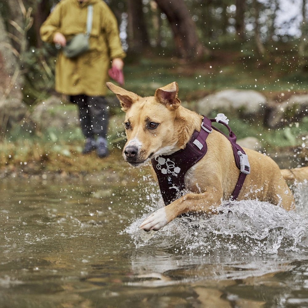Hund rennt im Neon Hundegeschirr durch flaches Wasser, Person im regenfesten Mantel am Ufer, bewaldete Umgebung.