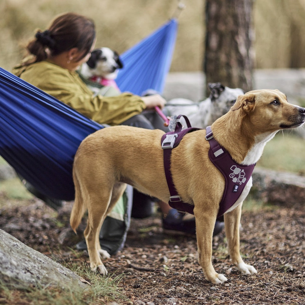 Mittelgroßer Hund mit lila Weekend Warrior Hundegeschirr im Wald, neben Person in Hängematte, auf nadelbedecktem Boden.