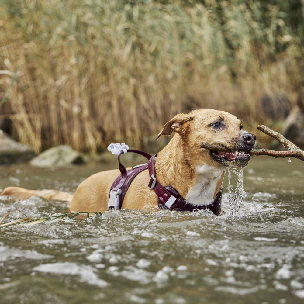 Hund schwimmt mit braunem Fell und Neon Hundegeschirr Weekend Warrior Harness II, hält Stock im Maul, Wasser spritzt, Schilf im Hintergrund.