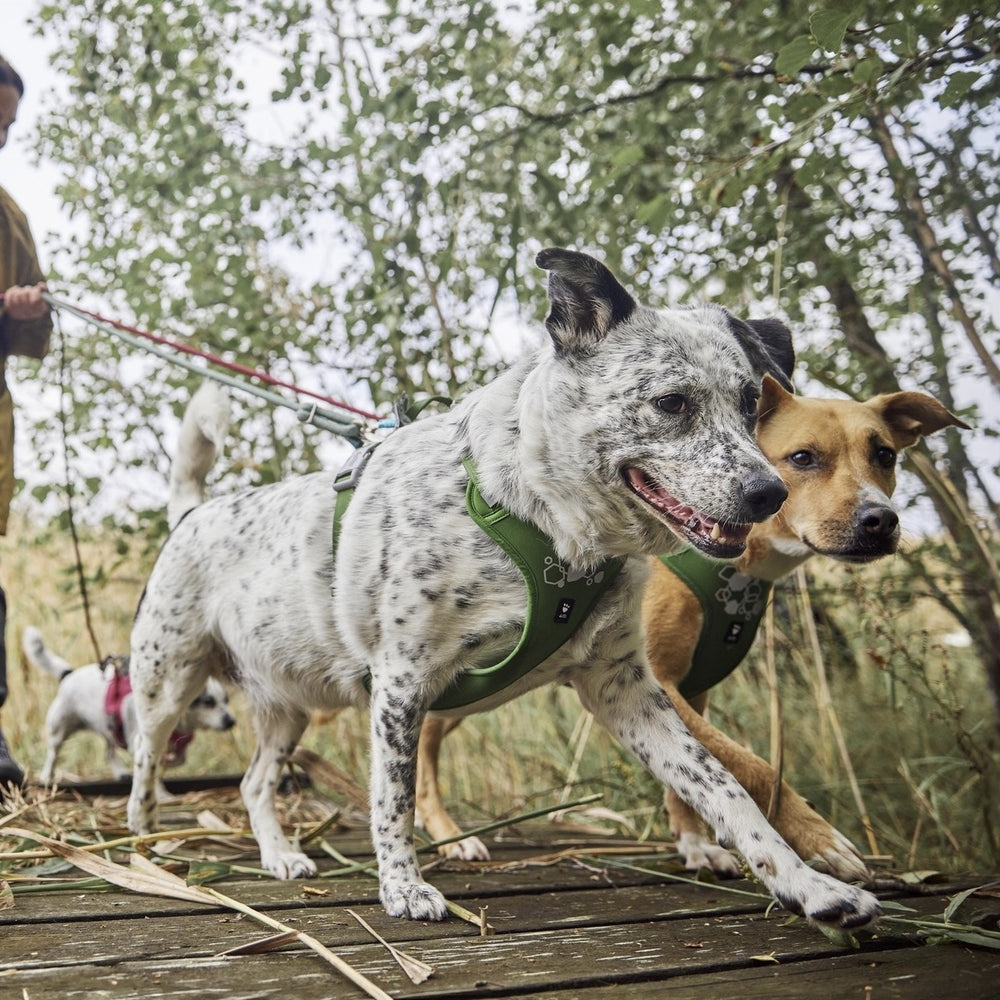 Zwei Hunde mit grünen Hundegeschirren Weekend Warrior Harness II Neon spazieren auf Holzweg durch Waldumgebung.