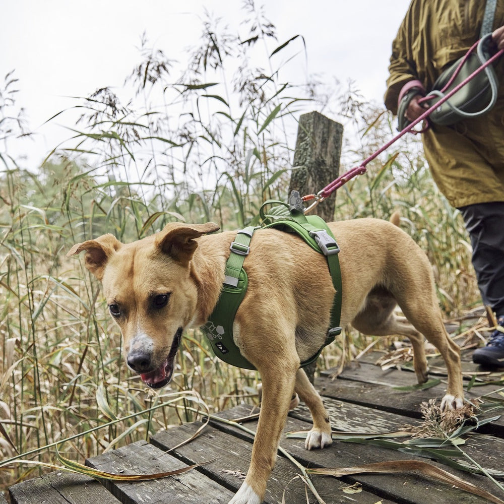Brauner Hund mit grünem Weekend Warrior Harness II Geschirr läuft auf Steg, geführt von Person in olivfarbener Jacke, Gräser im Hintergrund.