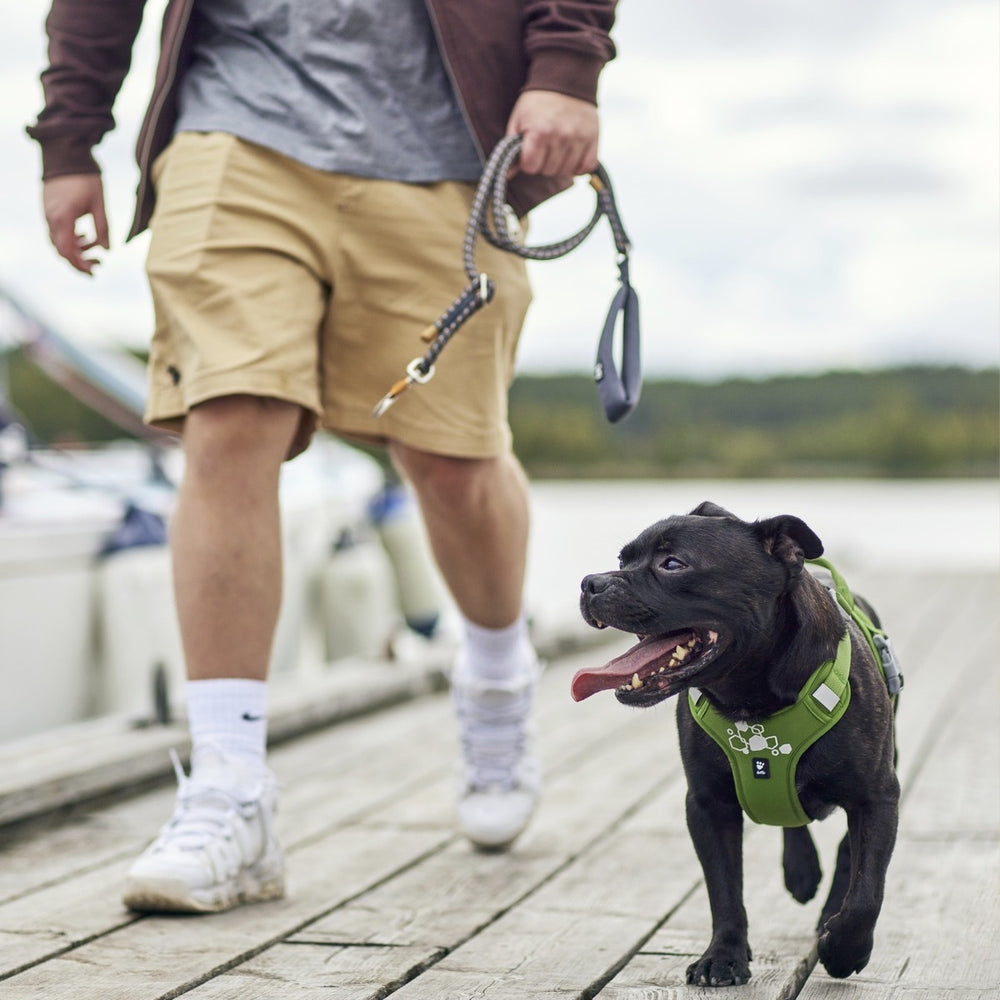 Grünes Hundegeschirr Weekend Warrior Harness II auf Holzsteg, Hund an Leine, Person in Shorts und Turnschuhen im Hintergrund.