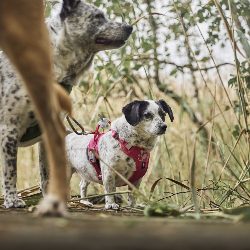 Zwei Hunde tragen das Hundegeschirr Weekend Warrior Harness II Neon in Pink und Grün im Wald.