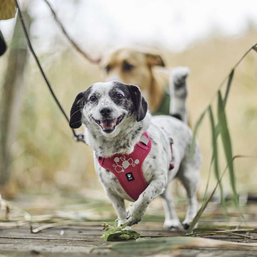 Kleiner schwarz-weißer Hund trägt pinkfarbenes Weekend Warrior Harness II Neon auf bewachsenem Weg. Fröhlich, sicher, komfortabel.
