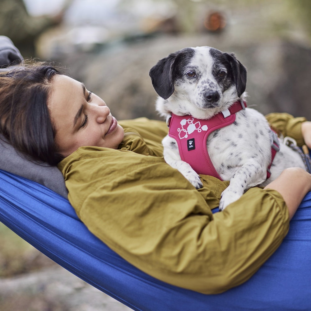Hundegeschirr Weekend Warrior Harness II Neon in Rot, getragen von schwarz-weißem Hund in entspannter, naturverbundener Umgebung.