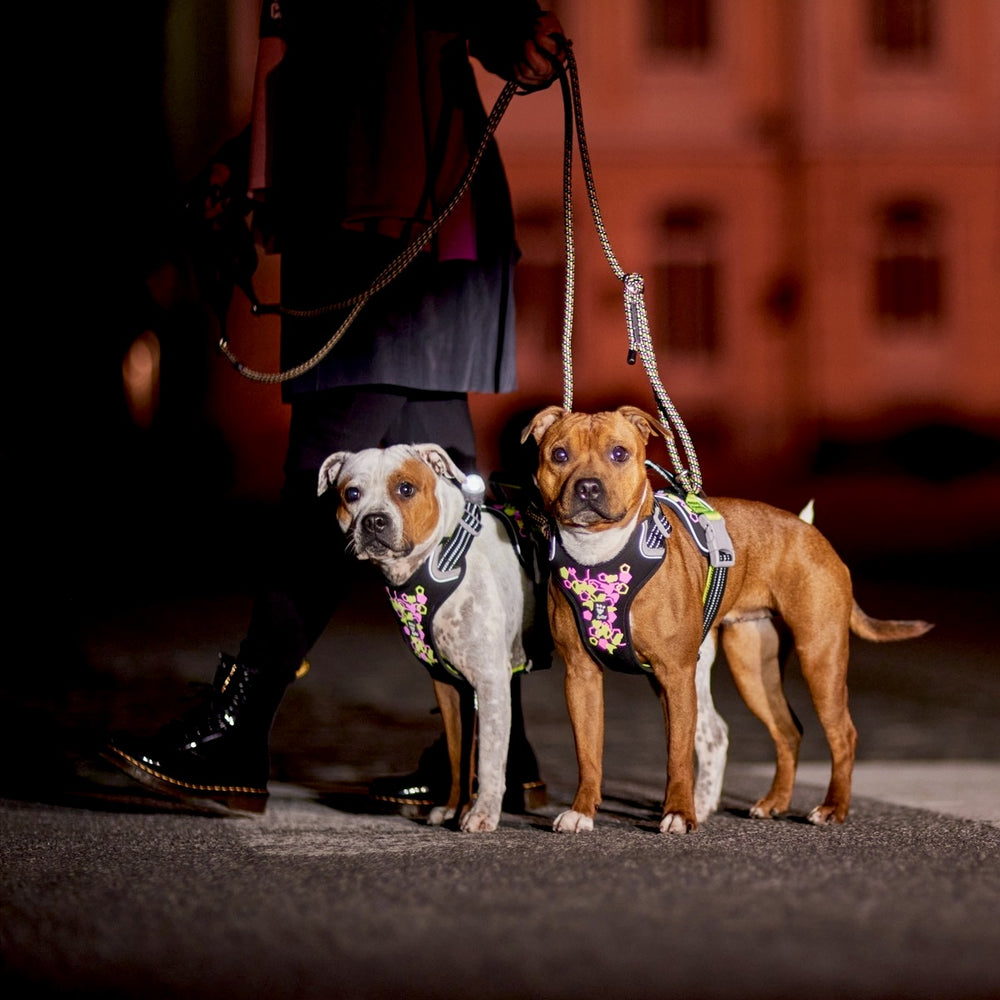 Zwei Hunde mit bunten, reflektierenden Hundegeschirren bei Nacht, geführt an Leinen. Hundegeschirr Weekend Warrior Harness II Neon.
