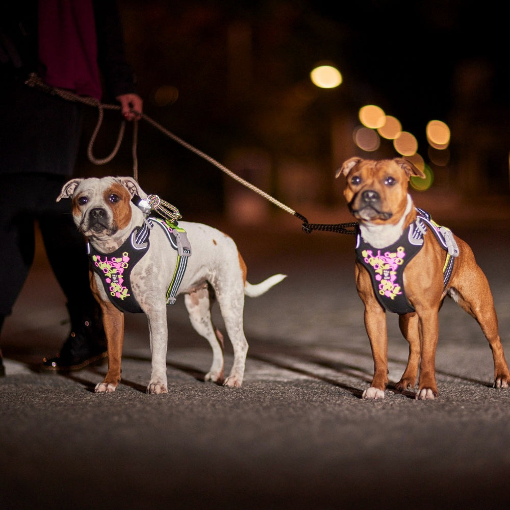 Zwei Hunde mit Neon Hundegeschirr Weekend Warrior Harness II bei Nacht spazieren, geführt von einer Person, verschwommene Hintergrundumgebung