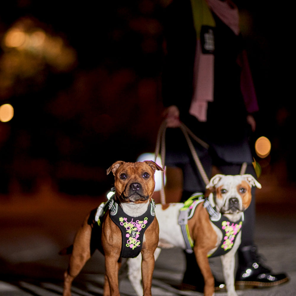 Zwei Hunde tragen reflektierendes Hundegeschirr Weekend Warrior Harness II Neon bei Nacht, von Person an Leine gehalten.