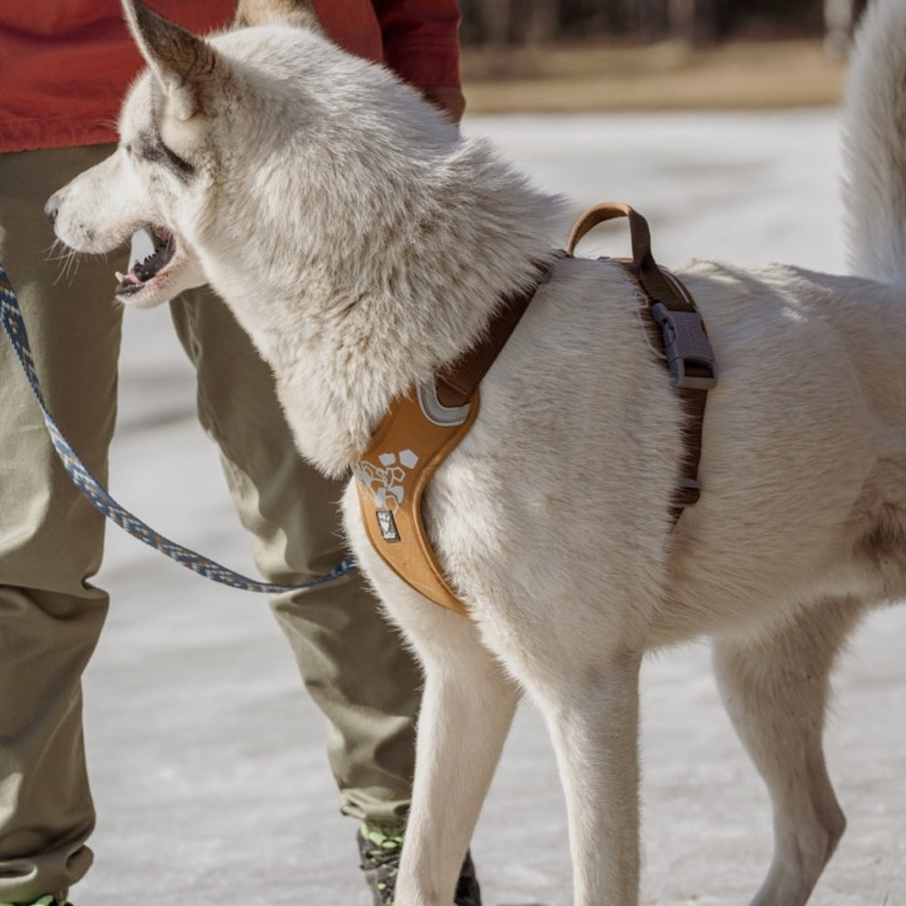 Weißer Hund im braunen Hundegeschirr Weekend Warrior Harness, an Leine geführt von Person in Winterkleidung.