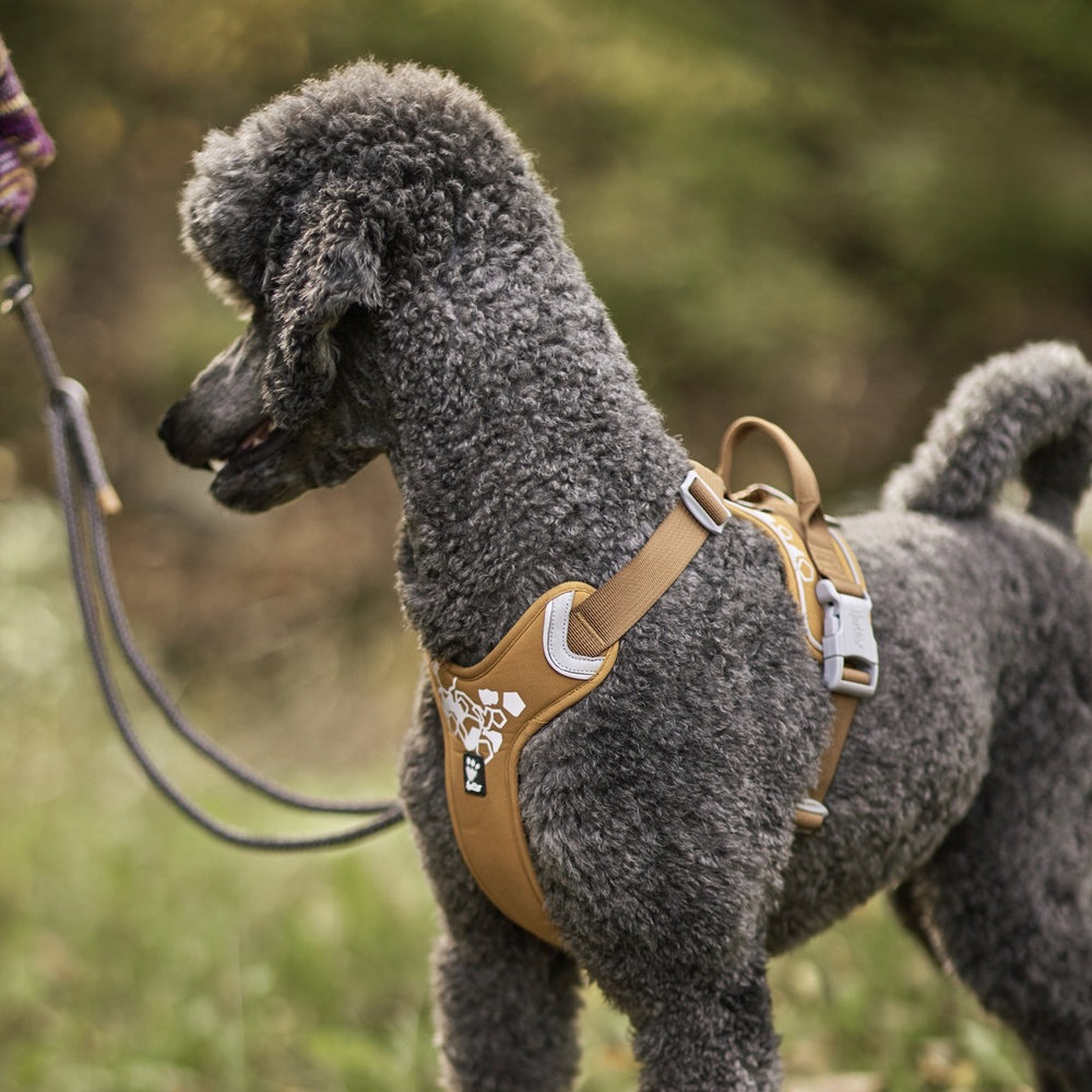 Beigefarbenes Hundegeschirr Weekend Warrior an grauem Pudel auf Wiese, geführt an Leine. Optimales Geschirr für Spaziergänge.