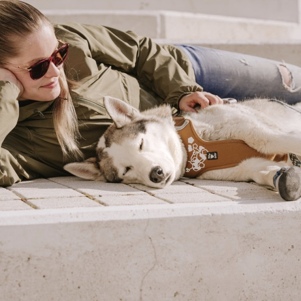 Hundegeschirr Weekend Warrior Harness in Braun mit weißem Muster an schlafendem Hund, neben Person auf Betonboden für entspannte Momente