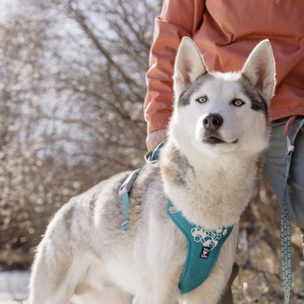Husky mit türkisfarbenem Hundegeschirr Weekend Warrior im Freien, neben einer Person in orangefarbener Jacke, kahle Bäume im Hintergrund.