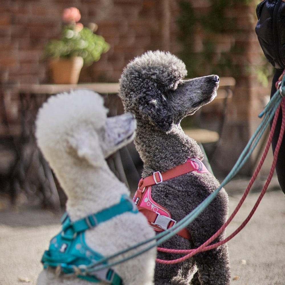 Pudel mit türkis und pinken Hundegeschirren sitzen nebeneinander, Hundegeschirr Weekend Warrior Harness, unscharfer Tisch und Pflanzen im Hintergrund.