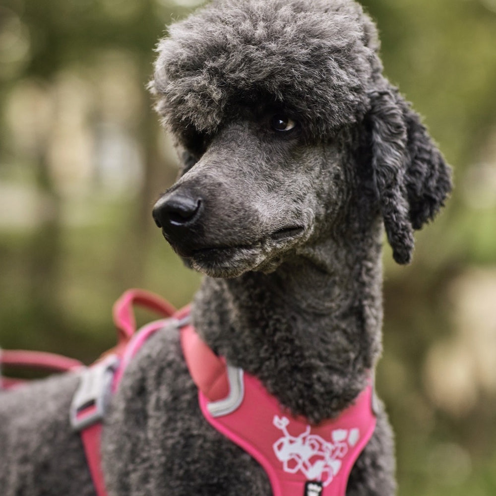 Pudel im Freien mit rosa Hundegeschirr Weekend Warrior Harness im Park.