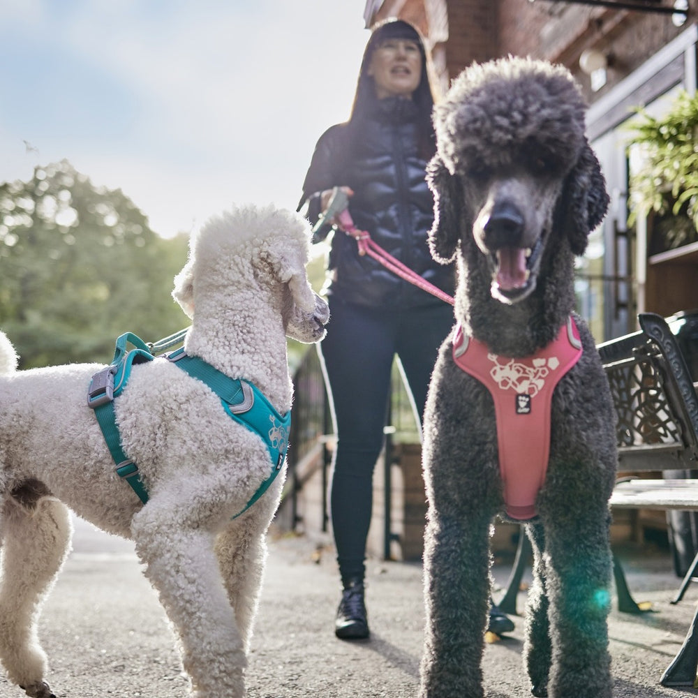 Zwei große Pudel mit türkis- und rosafarbenem Hundegeschirr Weekend Warrior im Freien auf Gehweg, Person hält sie an Leinen.