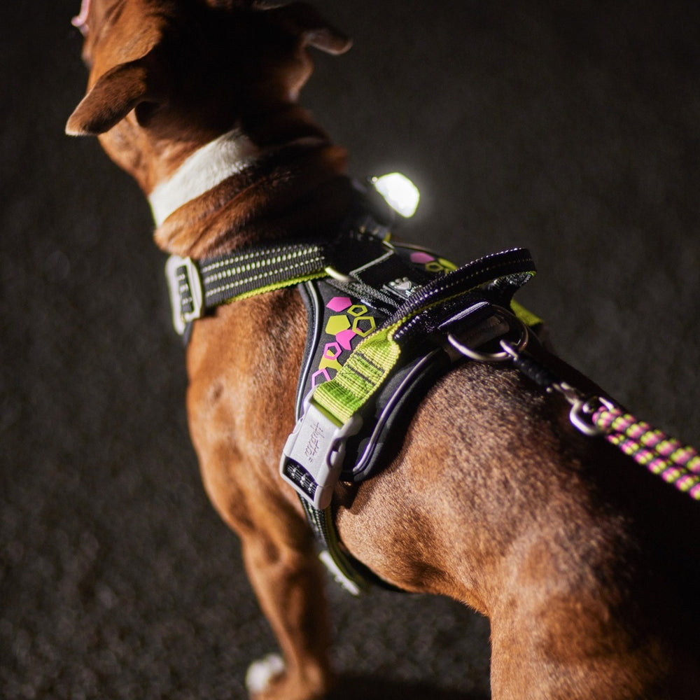 Hundegeschirr mit reflektierenden Elementen und bunten Mustern bei Nacht; sicher und stilvoll, ideal für Spaziergänge im Dunkeln.