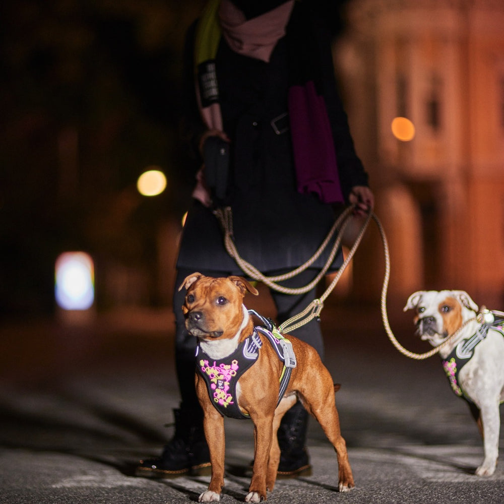 Hundegeschirr mit Blumenmuster, leuchtend im Dunkeln, für Nachtspaziergänge. Perfekt für entspannte Hundespaziergänge.