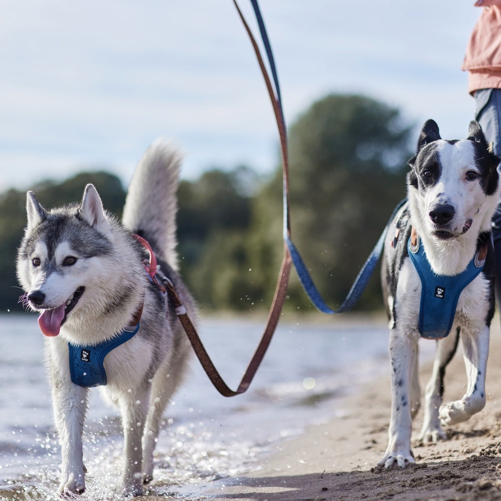 Zwei Hunde mit blauen Hundegeschirren Weekend Warrior am Ufer, einer könnte ein Huskymischling sein, Bäume im Hintergrund.