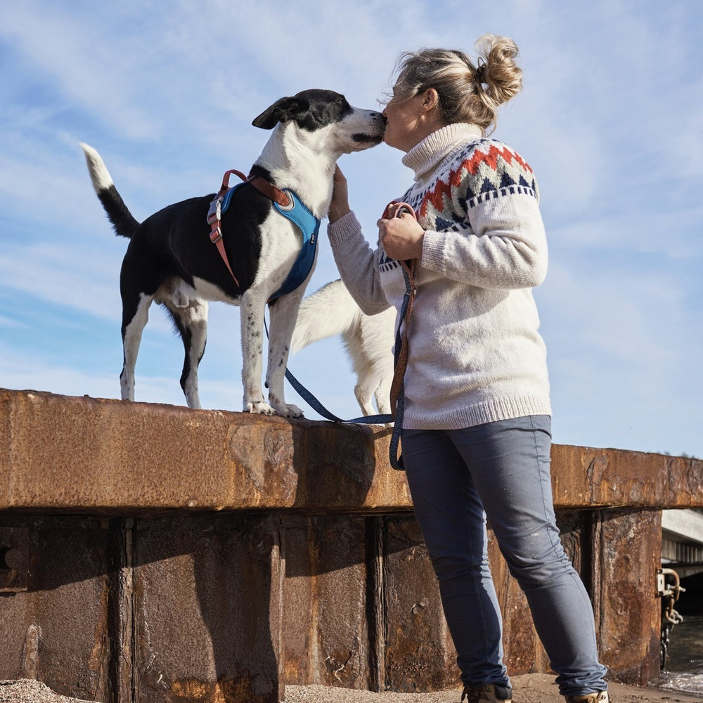Hund mit blauem Weekend Warrior Harness Geschirr auf rostiger Metallstruktur, gestreichelt von Person in buntem Pullover, klarer Himmel.