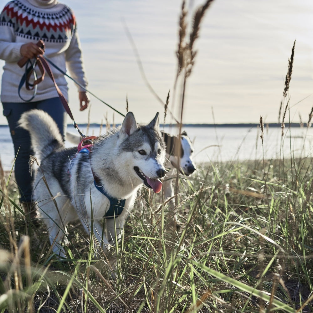 Zwei Hunde im Hundegeschirr Weekend Warrior Harness beim Spaziergang am Ufer, geführt von einer Person im gemusterten Pullover.