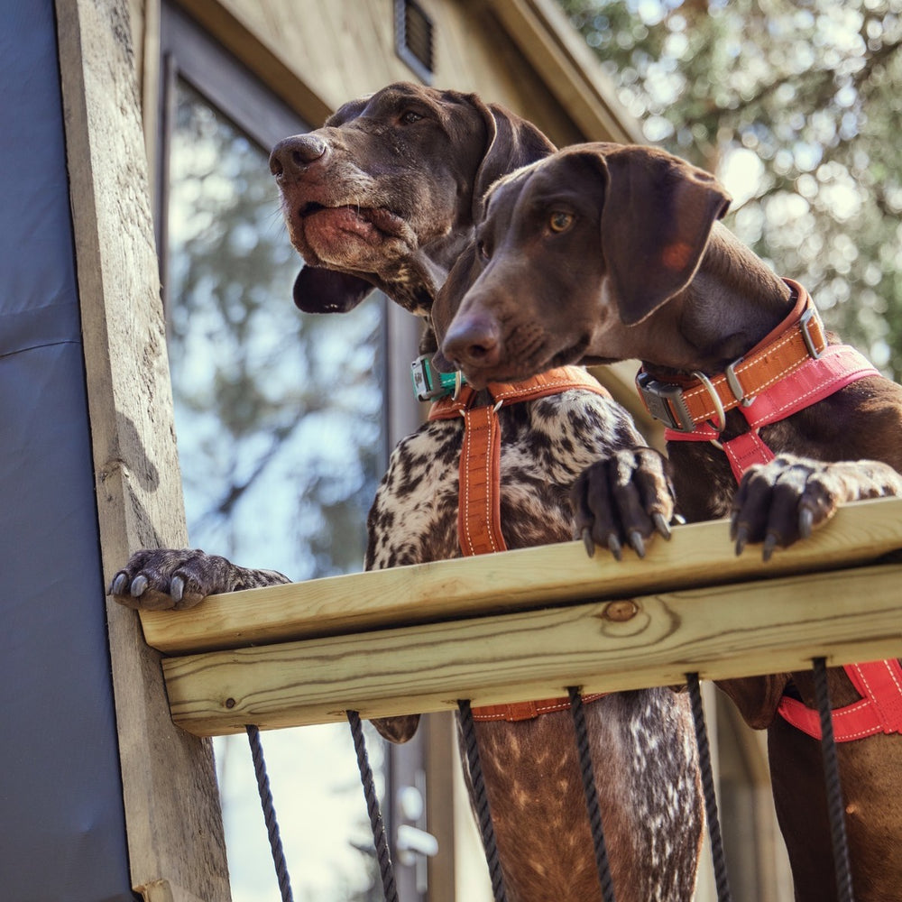 Zwei Hunde mit Geschirr auf Balkon, schauen über Geländer. Nachhaltiges Hundehalsband Casual half ECO. Gebäude und Grün im Hintergrund.