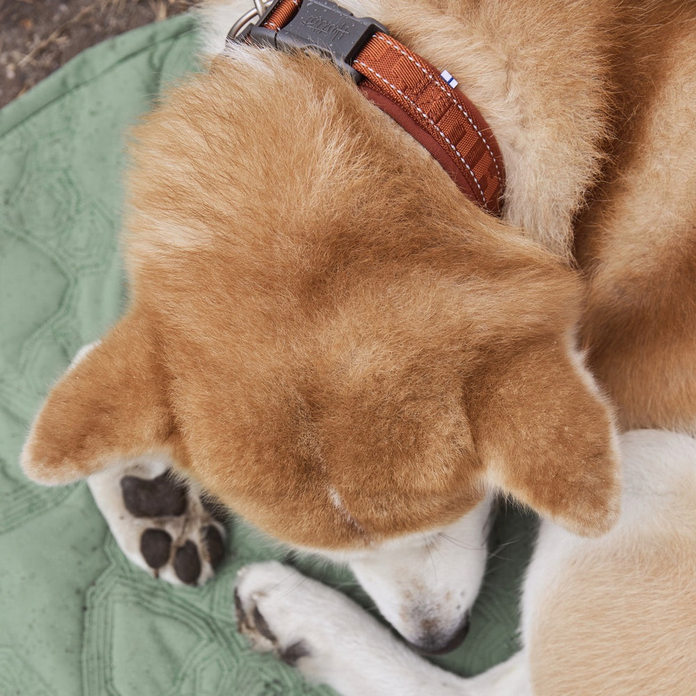 Hund mit orange-braunem Fell trägt ein braunes, umweltfreundliches Hundehalsband auf grüner Decke, entspannt mit geschlossenen Augen.