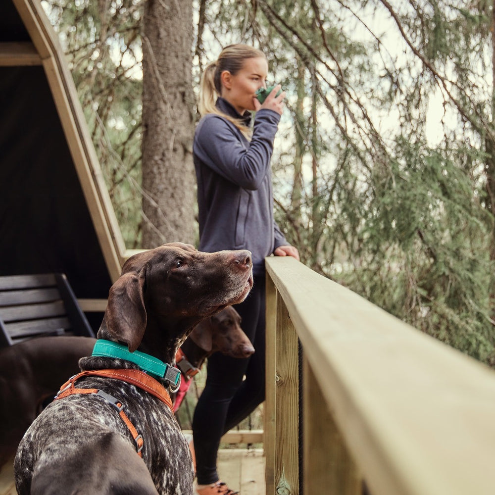 Hund mit grünem ECO-Hundehalsband und orangener Leine auf Terrasse, Natur im Hintergrund.
