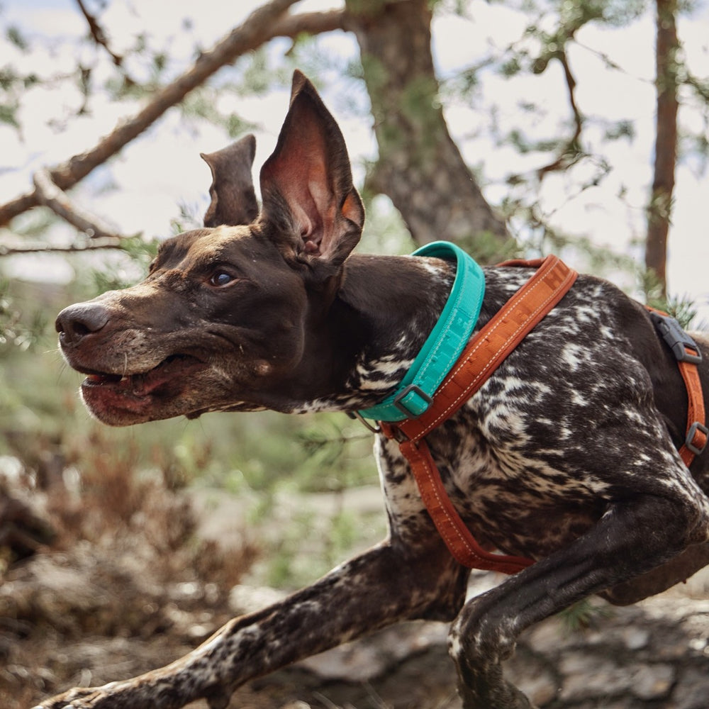 Hund mit gesprenkeltem Fell trägt blaues ECO Hundehalsband und Geschirr in Waldumgebung.