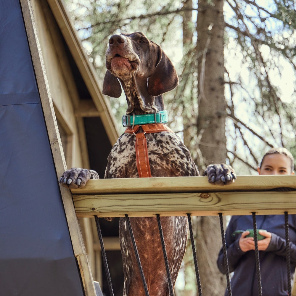 Großer Hund mit gepunktetem Fellmuster trägt türkis Hundehalsband Casual half ECO und braunes Geschirr vor einer Person im blauen Pullover.