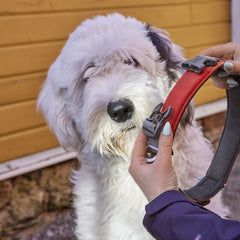 Weißer Hund mit lockigem Fell schaut neugierig, während eine Person ein rotes Hundehalsband hält.