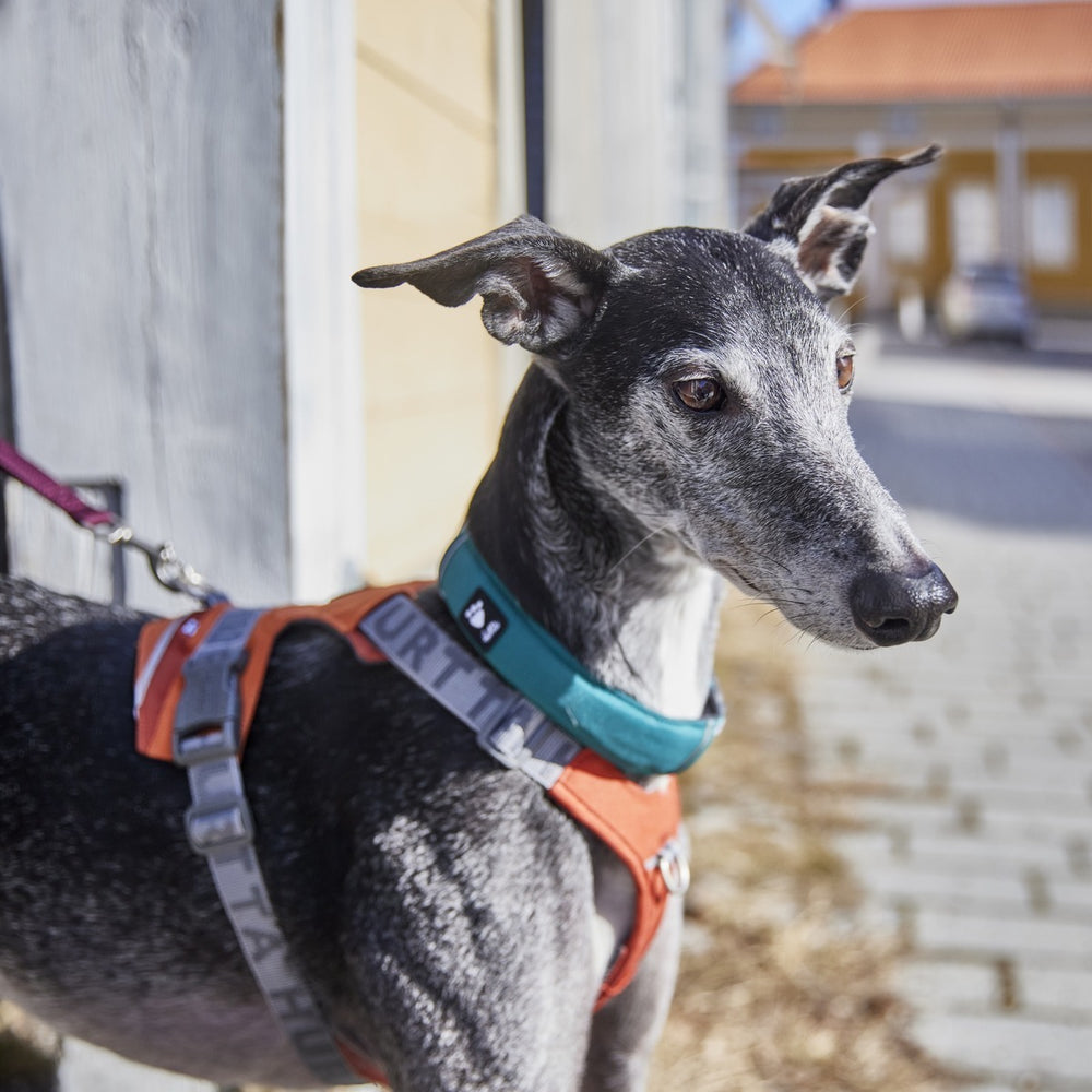 Greyhound mit orange-blauem Geschirr, neugierig vor einer Wand stehend. Ideal für das Hundehalsband Rover.