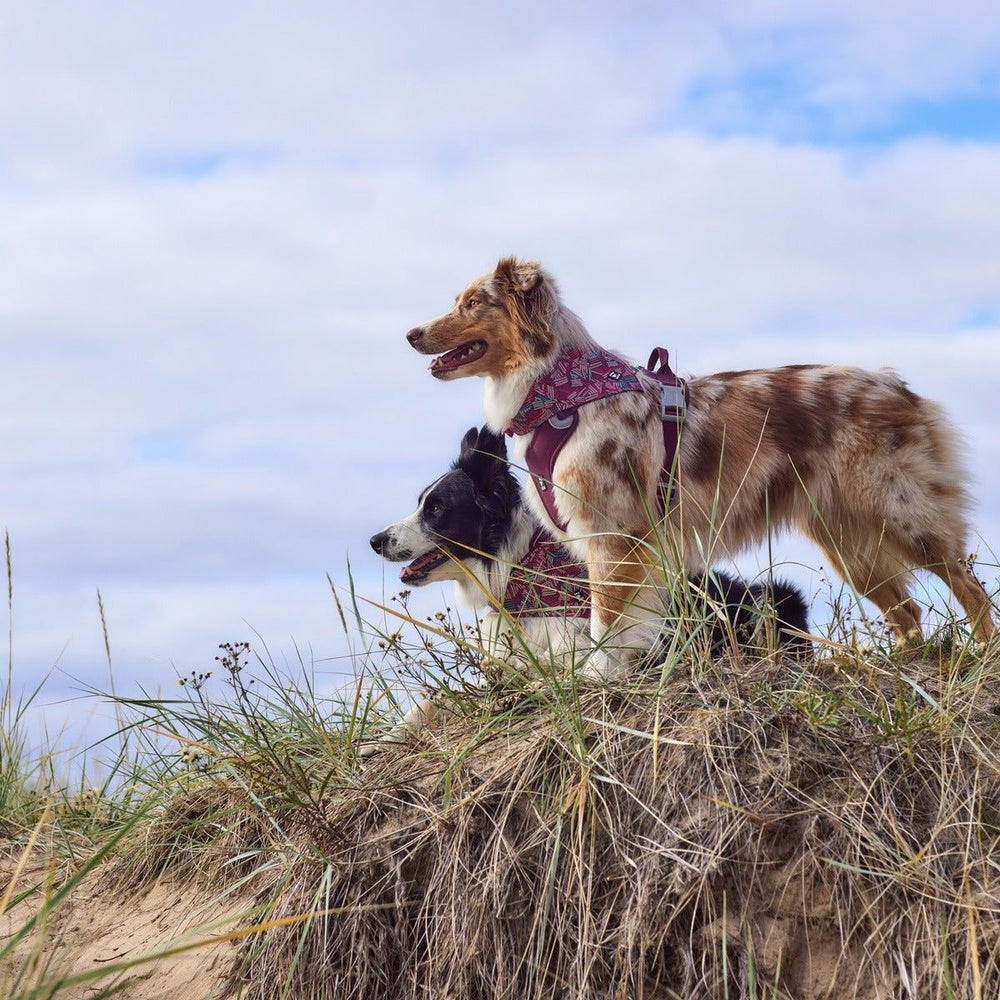 Zwei Hunde mit Hundegeschirren auf einem Hügel, vorderer Hund trägt ein Zhero Safety Bandana ECO, bewölkter Himmel im Hintergrund.