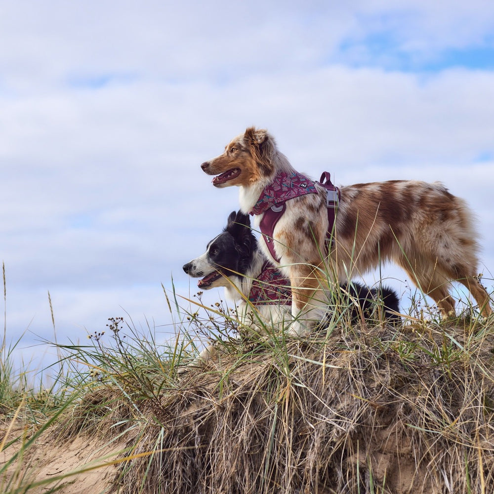 Zwei Hunde mit Hundegeschirren auf einem Hügel, vorderer Hund trägt ein Zhero Safety Bandana ECO, bewölkter Himmel im Hintergrund.