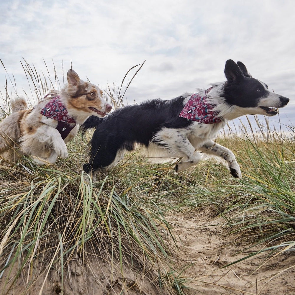 Hunde tragen bunte Zhero Safety Halstücher in Sanddünen, bewölkter Himmel, nachhaltige Hundeaccessoires in Aktion