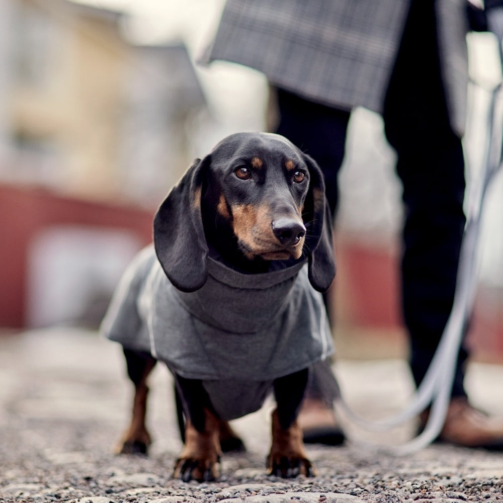 Dackel trägt graue Hundejacke Expedition Parka II draußen auf gepflastertem Weg im herbstlich-winterlichen Hintergrund.
