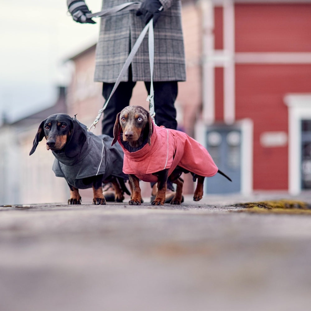 Dackel in Expedition Parka II Hundejacken, grau und rosa. Hundespaziergang im Freien. Wetterfeste Hundebekleidung.