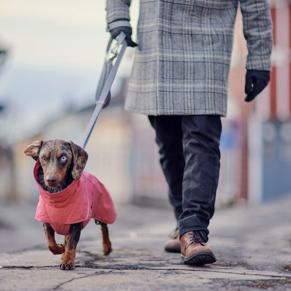 Hund mit rosa Expedition Parka Jacke II an Leine geführt, Spaziergang mit Person in grauem Mantel und braunen Stiefeln.