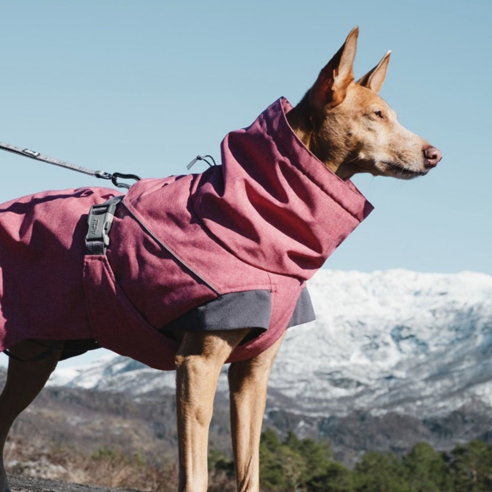 Hund trägt pinke Jacke in winterlicher Berglandschaft unter blauem Himmel. Hundejacke Expedition Parka für kalte Wetterbedingungen.