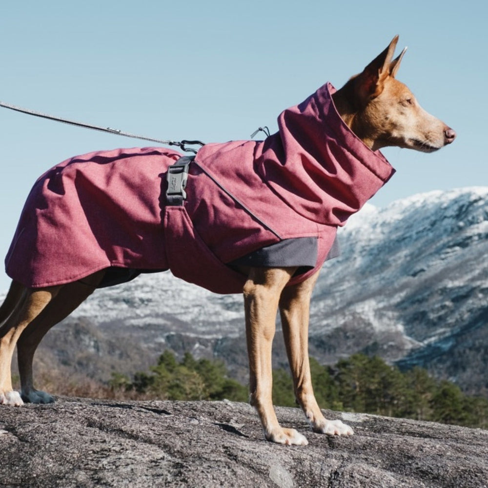 Hund trägt rotbraune Expeditionsjacke mit hohem Kragen in schneebedeckten Bergen, Winterlandschaft, Hundejacke warm und praktisch.